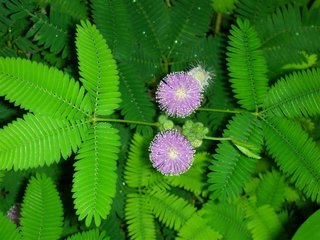 世界这十种奇特的植物，你知道它有什么特性吗