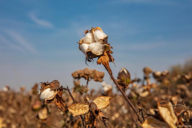 世界产棉大国有哪些？全球10个主要棉花生产国