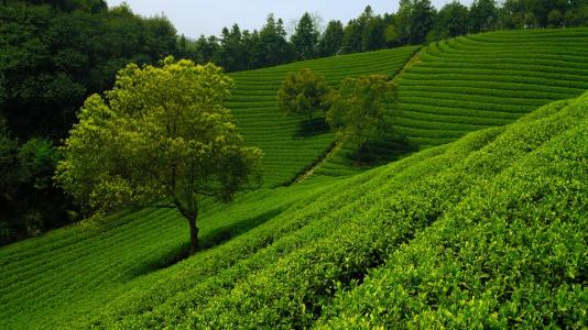 云南六大茶山是哪几个 易武山排第一位