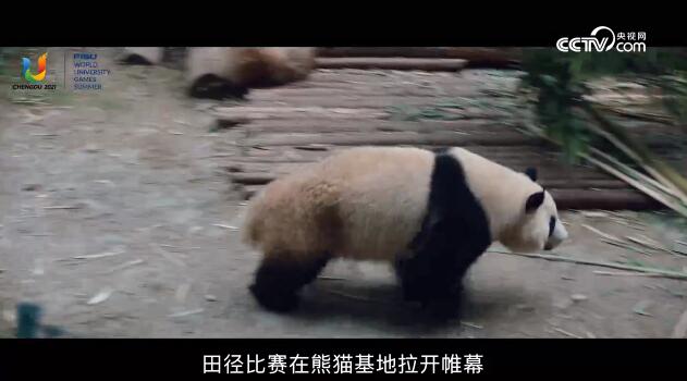 成都动起来，世界看过来 当“大运赛事”碰撞“天府城事”