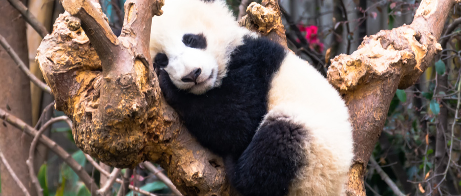 成都必去六大旅游景点，武侯祠排第五，第一以熊猫为