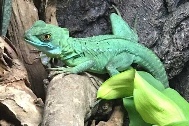 世界十大著名蜥蜴排名：变色龙排第一，被誉为伪装大师