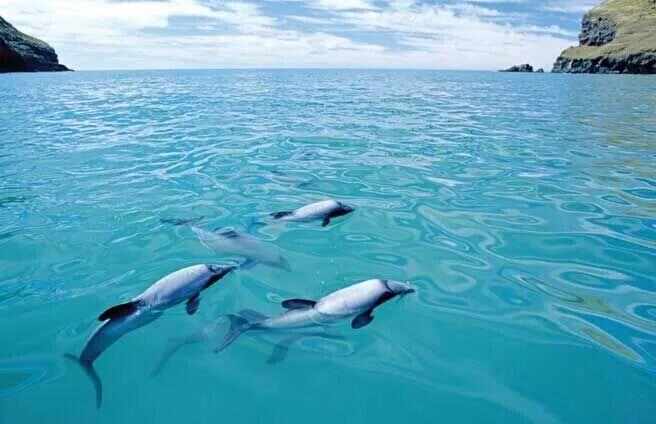 世界十大濒危海豚排名，毛伊海豚排第一位