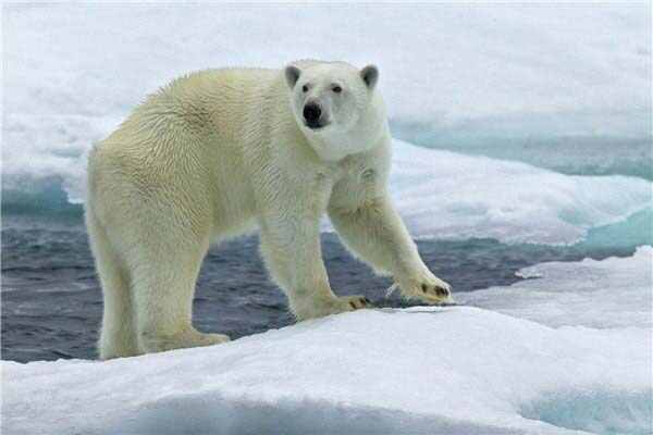 世界最大的北极熊有多重：福克斯湾北极熊体重达803千克