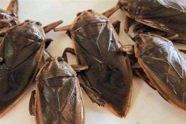 世界上最负责任的昆虫，田鳖等孩子长大才离开