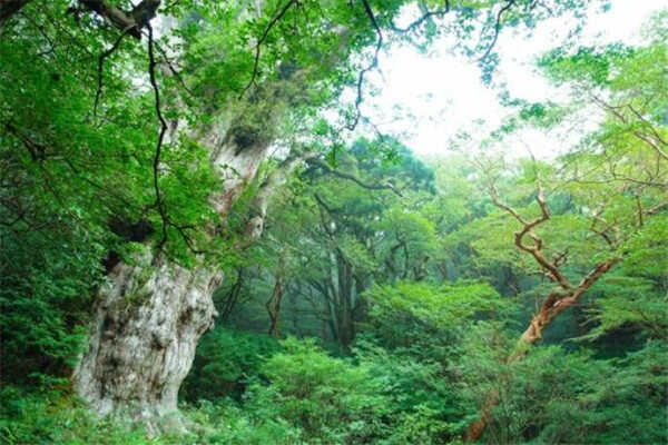 世界最贵的十大树木，日本的绳文杉居第一