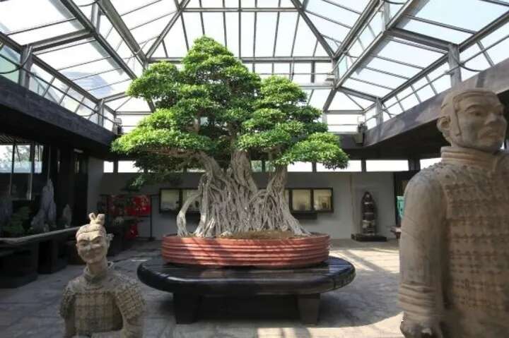 世界上已知的最古老的7棵盆景树，榕树盆景排第一位