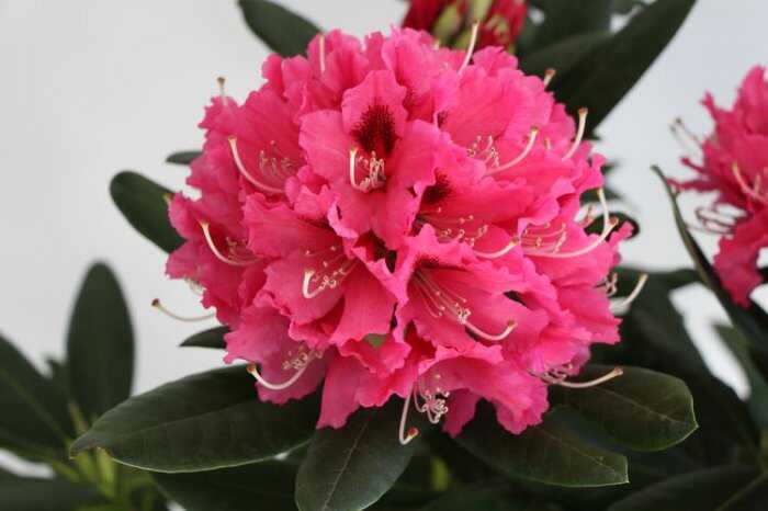 杜鹃花十大品种排名：黄花杜鹃上榜，高山杜鹃排第一