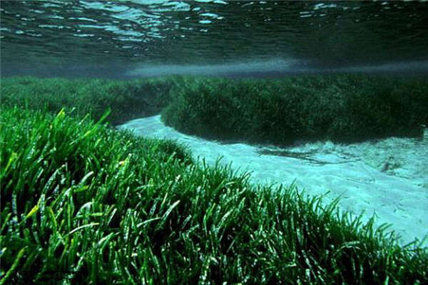 世界上寿命最长10大植物，波西多尼亚海草排第一名