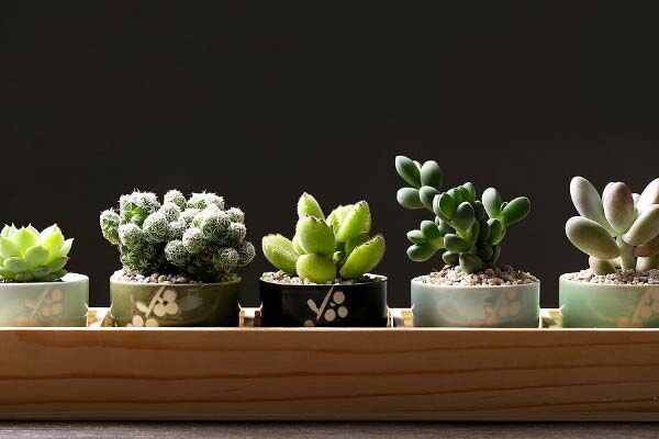 春节客厅放什么鲜花好？适合春节摆放的七种鲜花