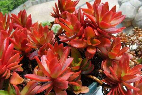 招财多肉植物都有哪些？适合家里养的旺财多肉植物