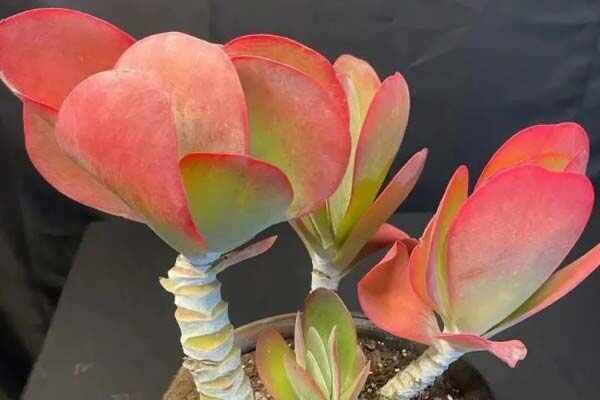 越养越贵的六种多肉植物：唐印、绮罗和白凤均上榜