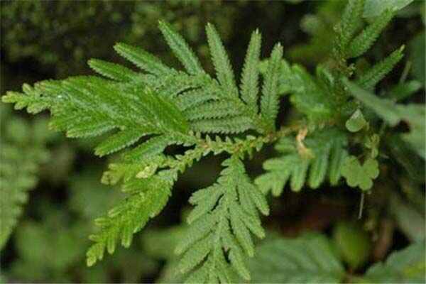 世界上生命力最旺盛的植物：卷柏耐旱耐高温，遇水即复活
