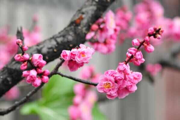冬季开花的植物排行榜前十名：梅花、垂筒花位列前两名