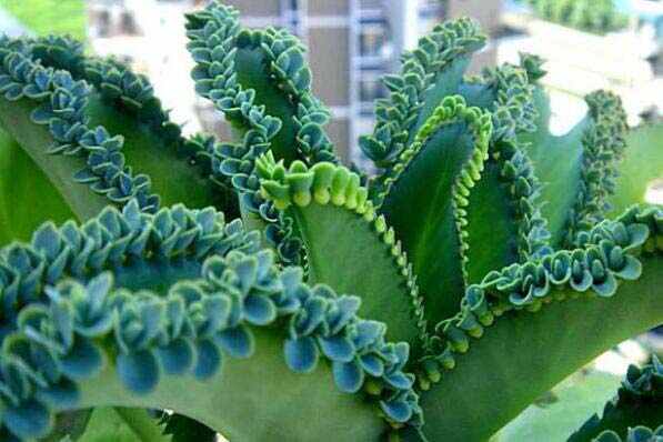 适合在家养的绿植有哪些？室内养不死的植物排名