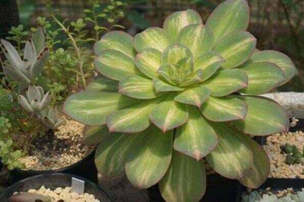 大型多肉植物排行榜前十名，中斑莲花掌排第一