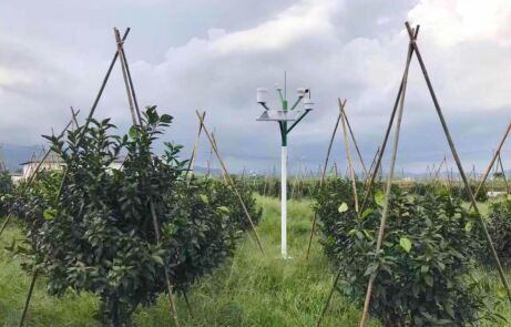 “世界500强”IT精英成功转型农业，带领广西首批智慧农业落地