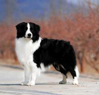 世界名犬智商排行榜TOP80