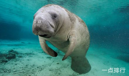 世界十大最丑海洋生物