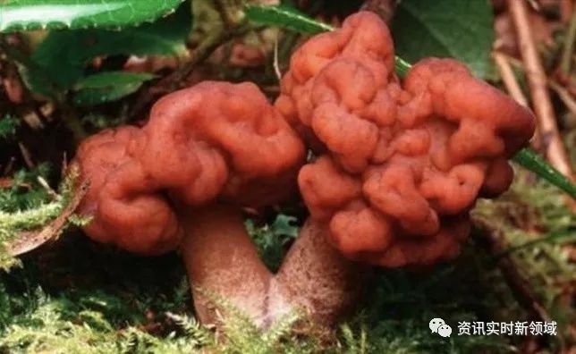 世界十大毒菇排名