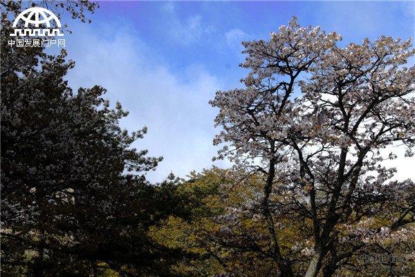 黄山春色无限美 荣登全国踏青热度TOP100榜首