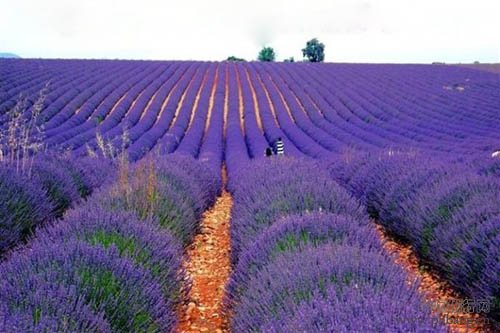 蜜月旅行必去的世界十大浪漫花海