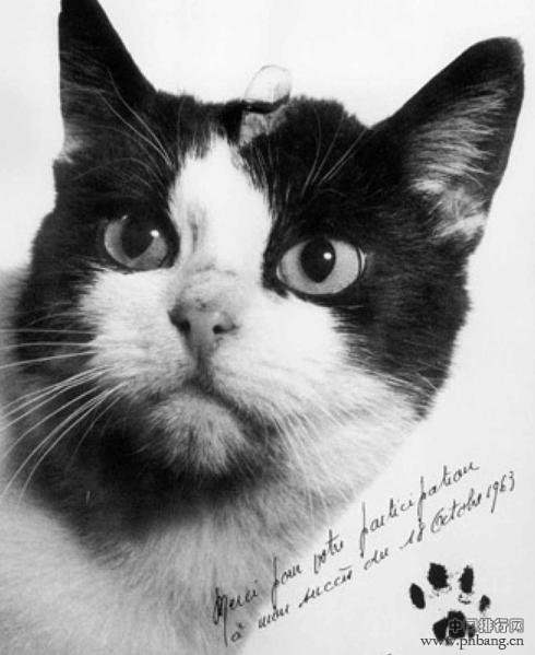盘点世界科学史上的12只猫