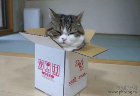 盘点世界科学史上的12只猫