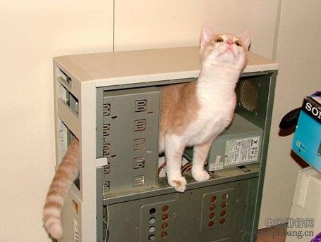盘点世界科学史上的12只猫