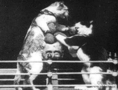 盘点世界科学史上的12只猫