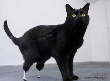 盘点世界科学史上的12只猫