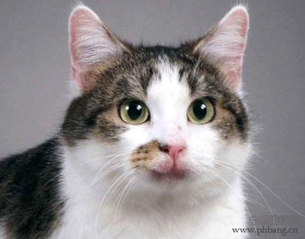 盘点世界科学史上的12只猫