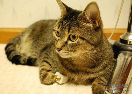 盘点世界科学史上的12只猫