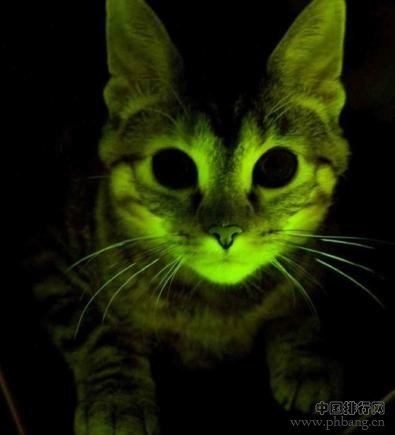 盘点世界科学史上的12只猫