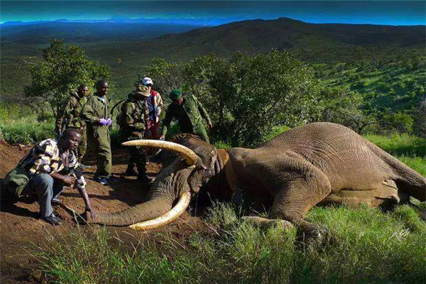 世界上最大的象牙：重达108.86公斤，长达3.11米