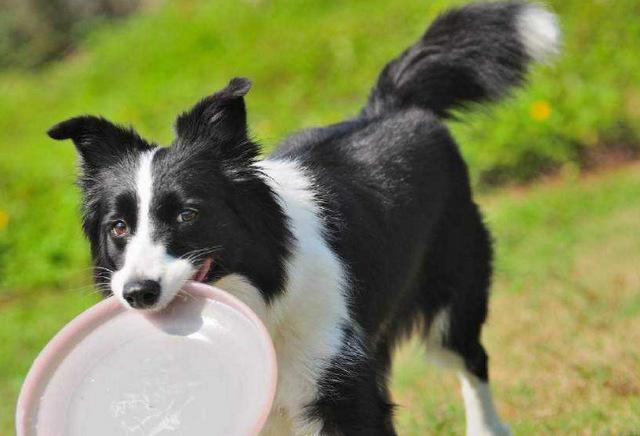 世界10大最聪明的名犬，边境牧羊犬赢得榜首