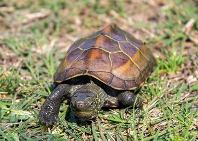 地球上10大最适合新手养的宠物龟，草龟一举夺冠