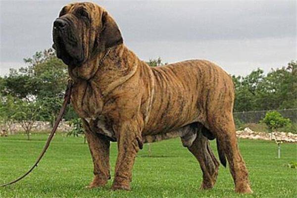 全球10大最凶的狗：高加索犬上榜，巴西獒犬居首位