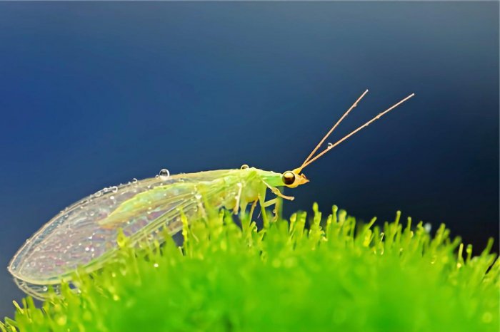 对农业有益的十大类益虫，大草蛉、七星瓢虫双双入榜