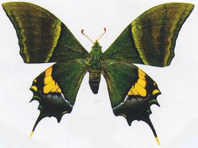 世界上十种名贵的蝴蝶品种，金斑喙凤蝶位居第一位