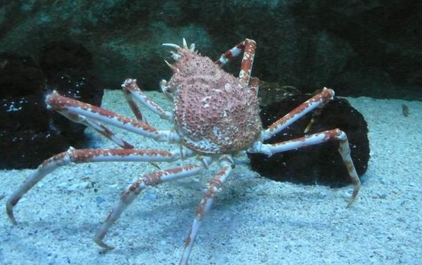 世界上最大的螃蟹十大排名，排第一名是巨螯蟹
