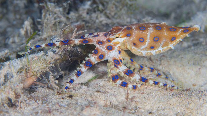 世界十大最毒章鱼排名，蓝环章鱼排第一位