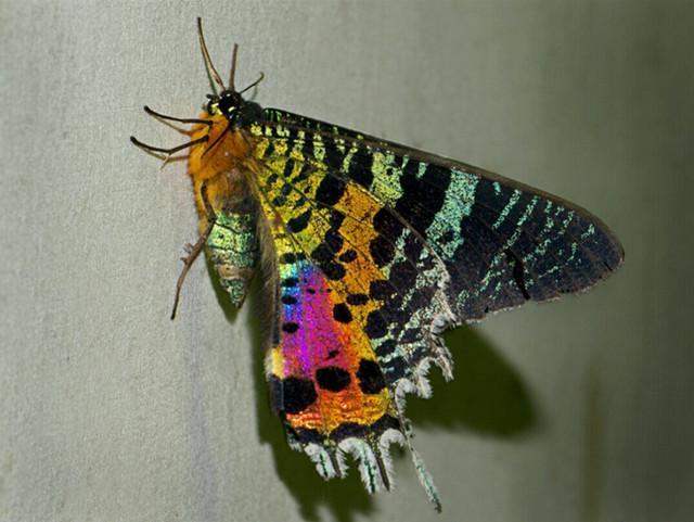 世界十大最美丽的飞蛾：婆罗门蛾上榜，多尾凤蛾居首位