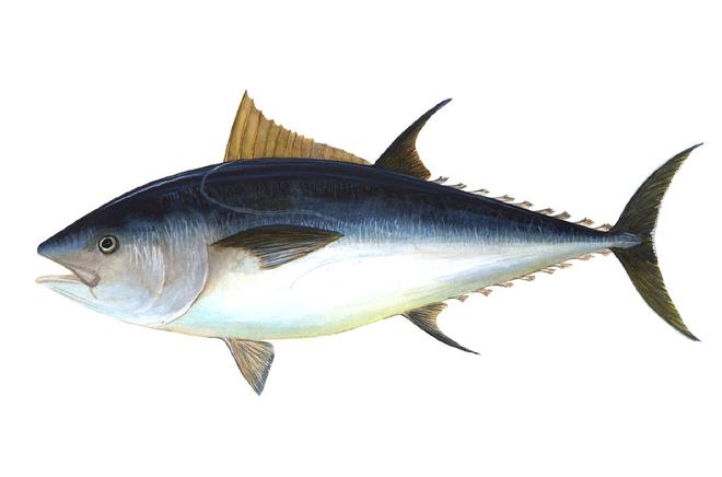 鱼的营养价值十大排名：带鱼排第三，蓝鳍金枪鱼荣获冠军