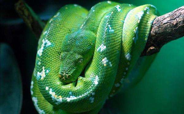 世界上最漂亮的蟒蛇，翡翠树蟒蛇全身翠绿色