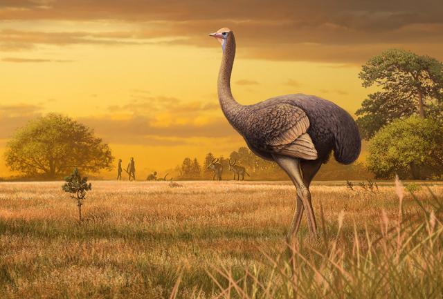 世界上已灭绝的最大的鸟：象鸟身高达3米，灭绝于数百万年前