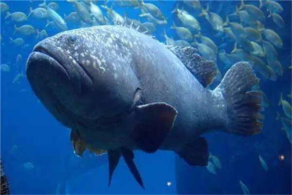世界上最大的龙趸鱼：重达1500公斤，长达2.5米
