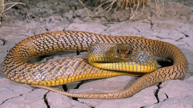 世界上最毒的蛇是什么蛇，内陆太攀蛇体长可达2米