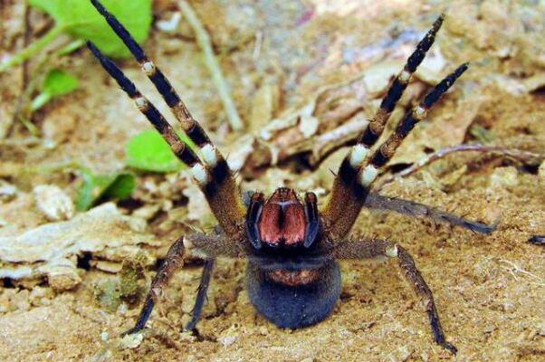 地球上10大毒蜘蛛，巴西游走蛛荣获冠军