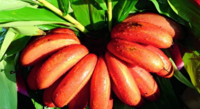 世界十大稀有水果：洛神果居第九，蓬莱蕉居首